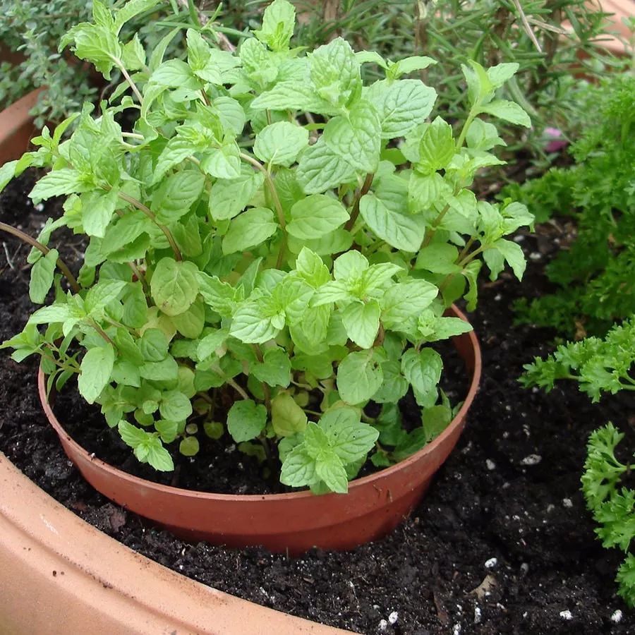 十大外围足球平台app手机版