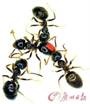 十大外围足球平台app手机版:肌理漆的特点和工艺是什么样(图1) 十大外围足球大平台