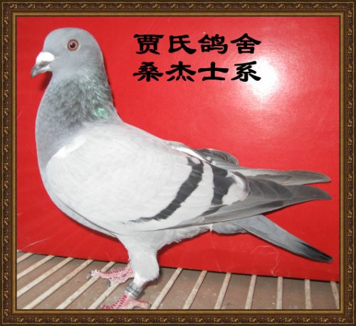 十大外围足球大平台