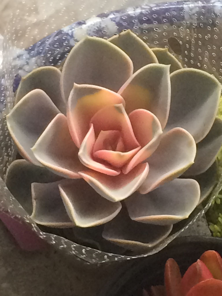 十大外围足球平台app