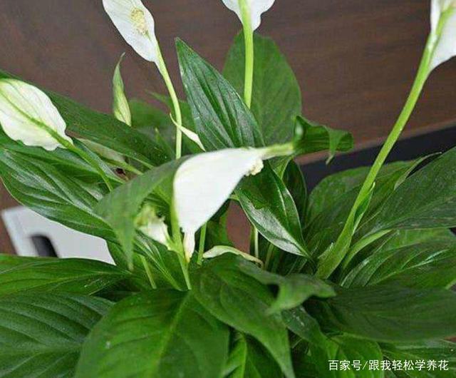 登封市各学校举行一系列国家公祭日纪念活动-十大外围足球平台app手机版(图2) 十大外围足球平台app手机版