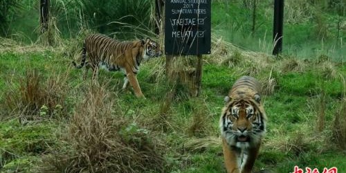 十大外围足球大平台