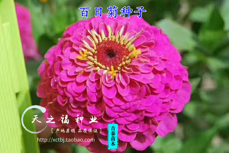 十大外围足球大平台