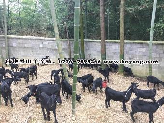 十大外围足球大平台